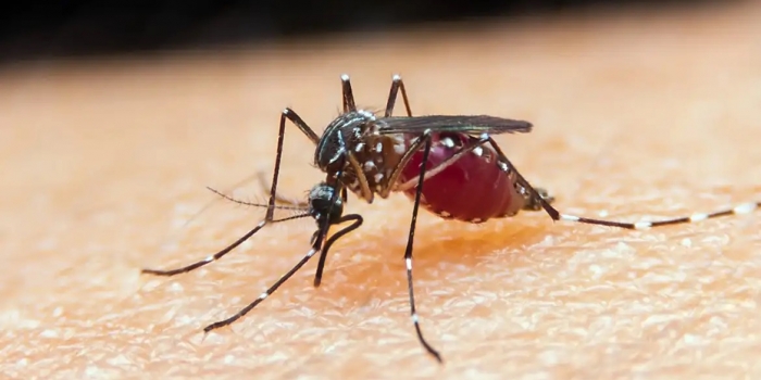 Brasil se aproxima de 6 milhões de casos e 4 mil mortes por dengue